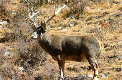 开云体育入口-公鹿隊全隊表現亮眼，壓制對手取勝